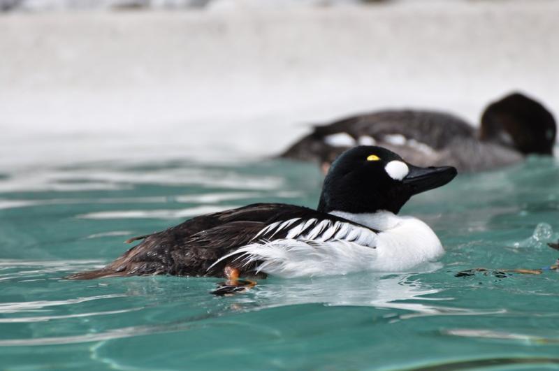 Garrot à oeil d'or - 2012
