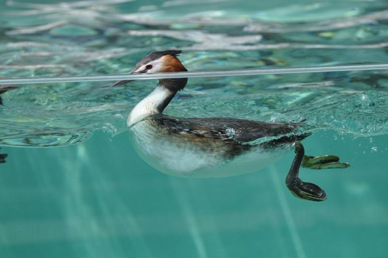 Grèbe huppé - 2012