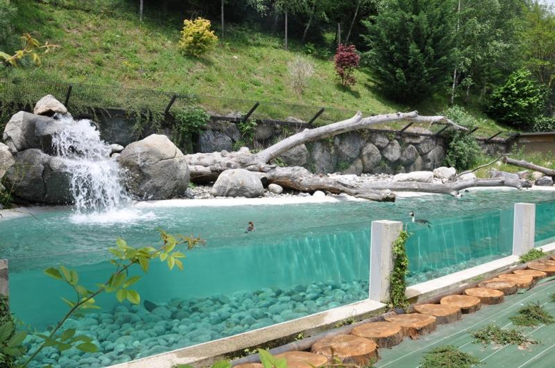 Les oiseaux pêcheurs - 2012