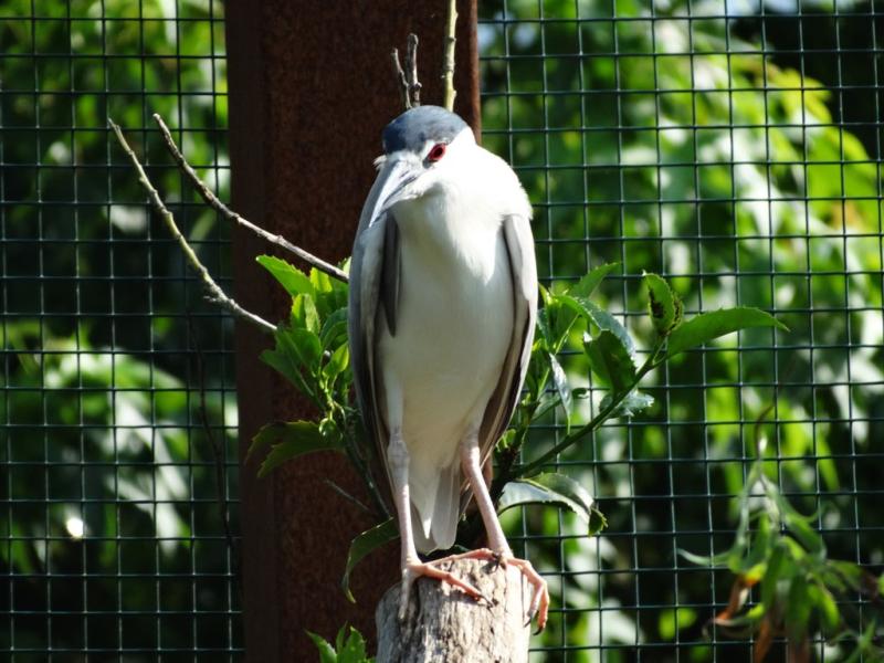 Bihoreau gris - 2015