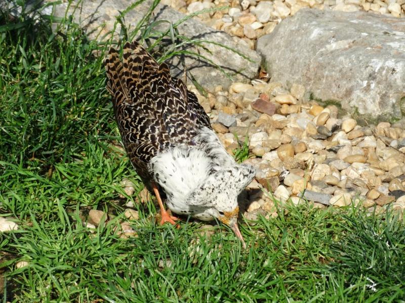 Combattant varié - 2015