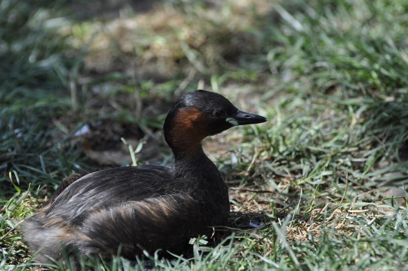 Grébe castagneux - 2015