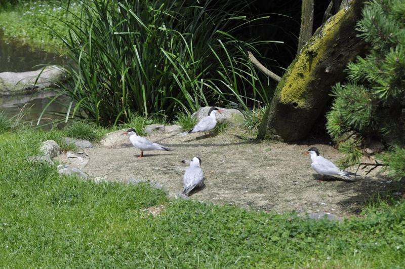 Sterne pierregarin - 2015