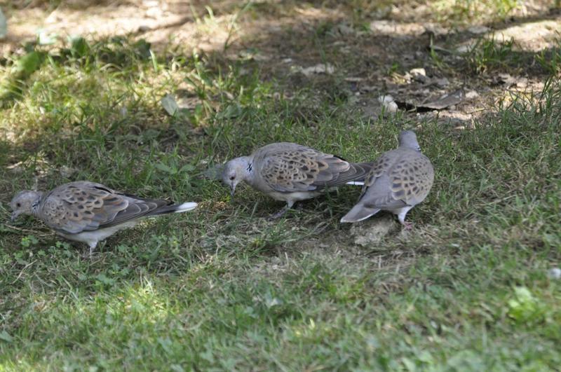 Tourterelle des bois - 2015