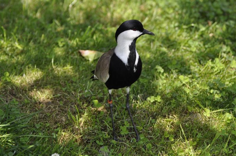 Vanneau éperonné - 2015