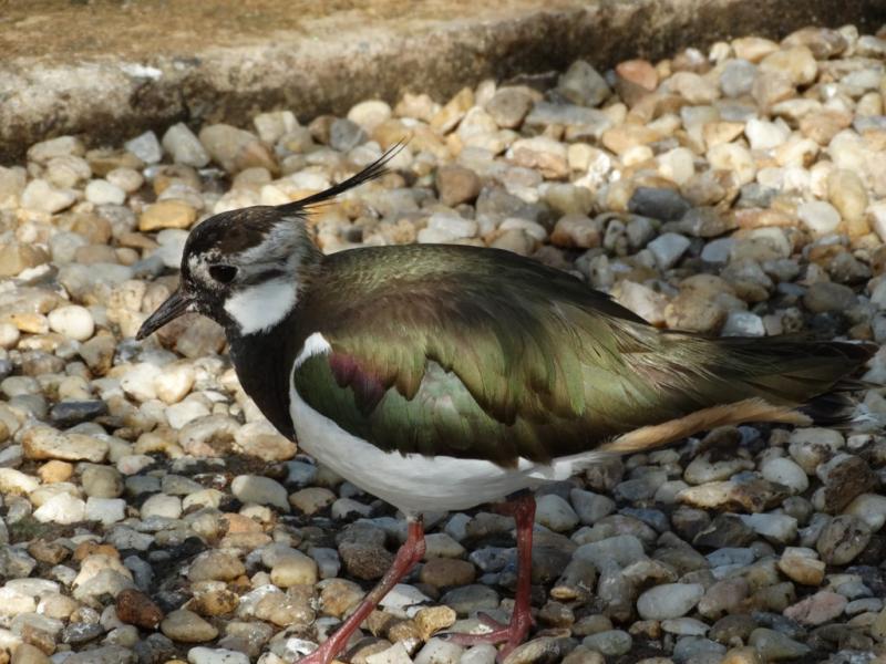 Vanneau huppé - 2015