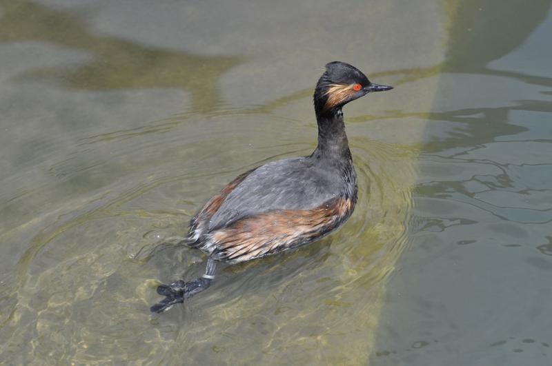 Grébe à cou noir - 2015