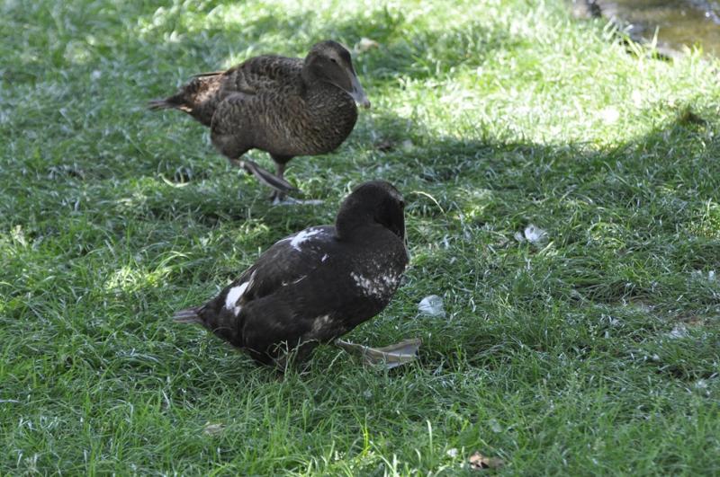 Eider à duvet - 2015