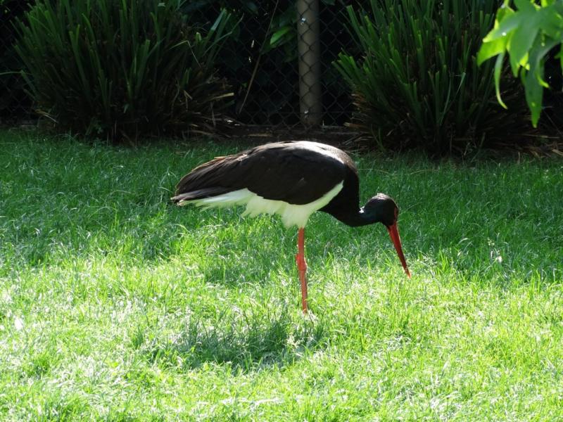 Cigogne noire - 2015