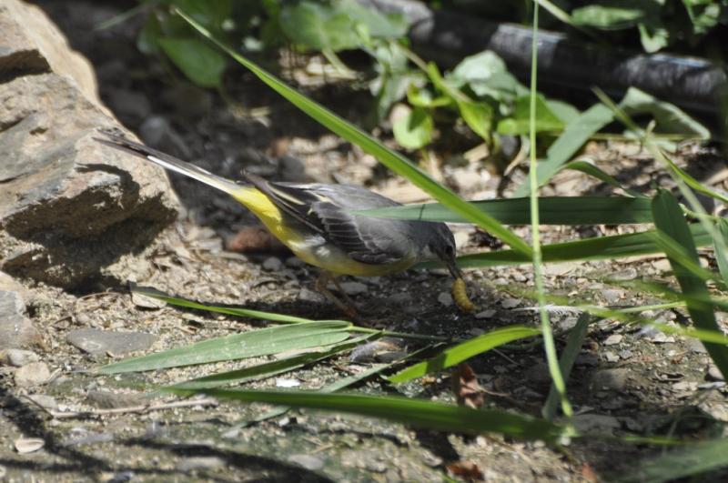 Bergeronnette des buissons - 2015