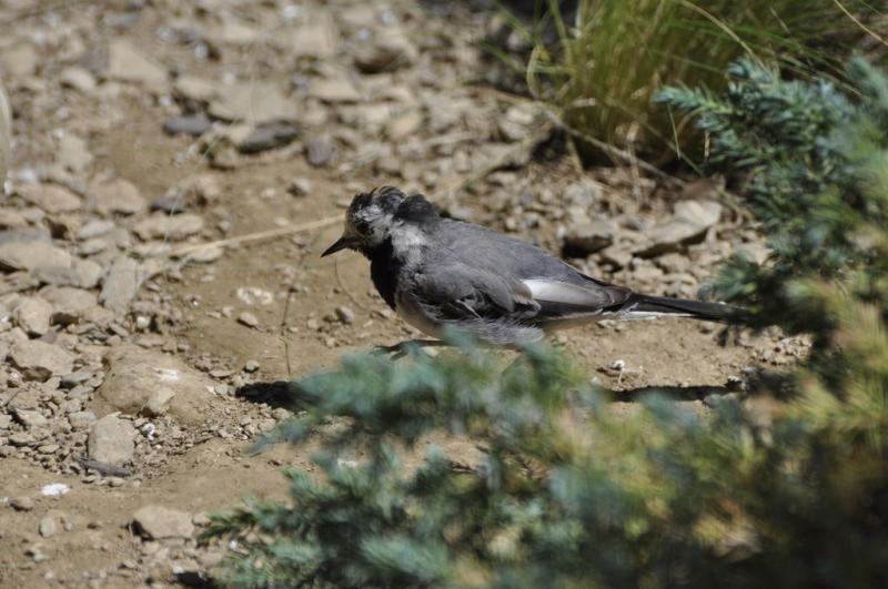 Bergeronnette grise - 2015