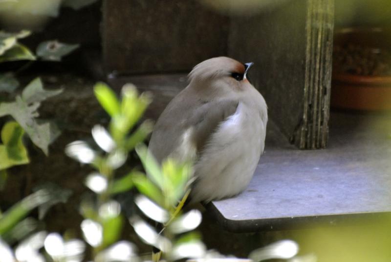 Jaseur boreal - 2015