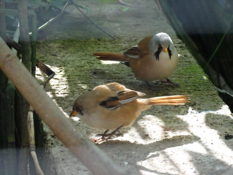 Panure à moustache - 2015