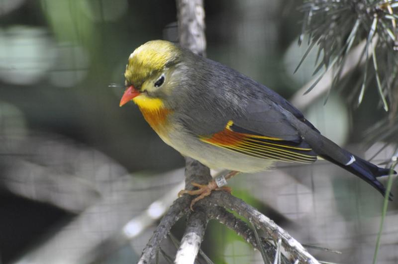 Rossignol du japon - 2015