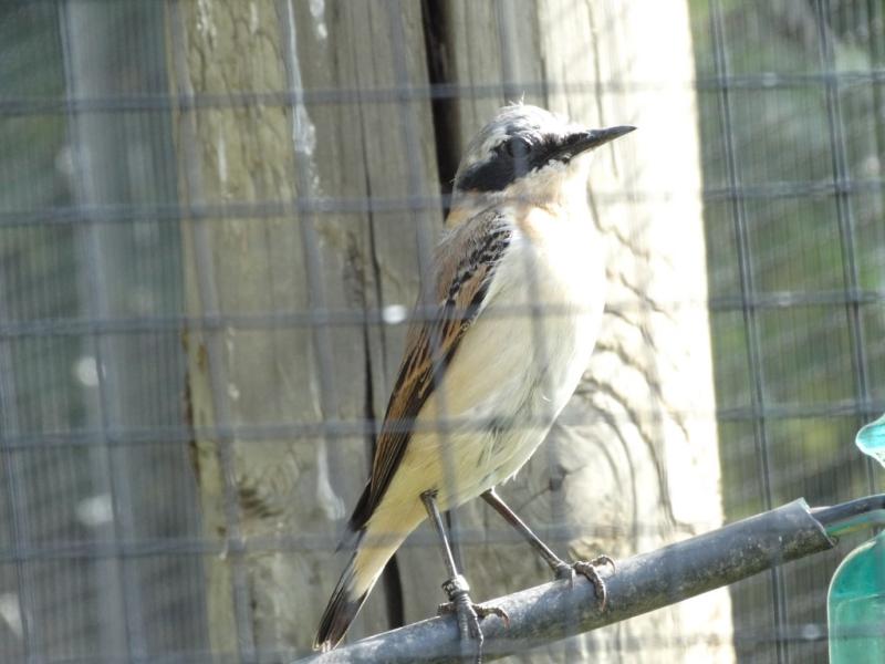 Traquet moteux - 2015