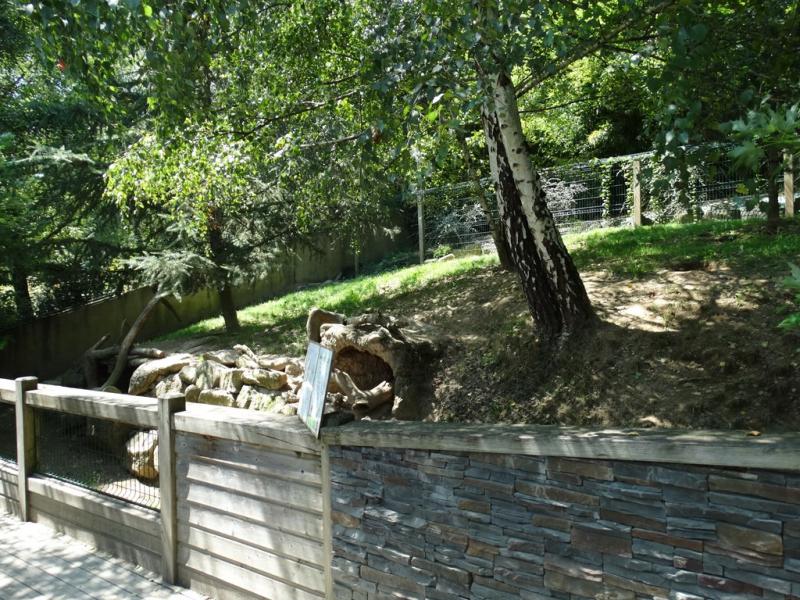 Renard polaire - 2015