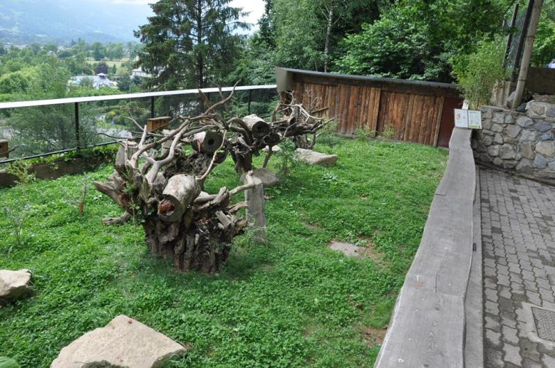 Écureuil roux - 2015