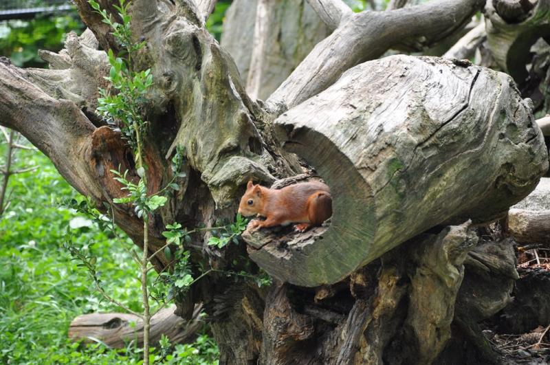 Écureuil roux - 2015