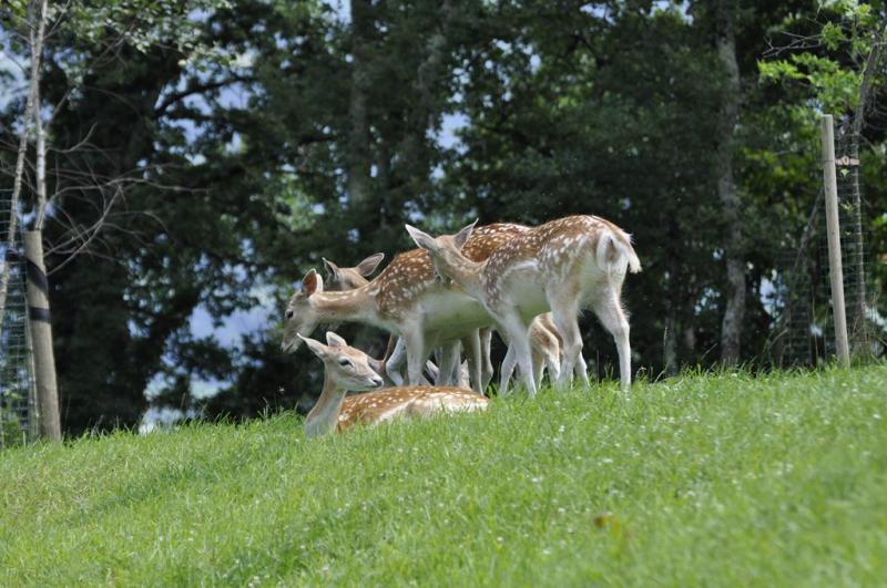 Daim moucheté - 2015