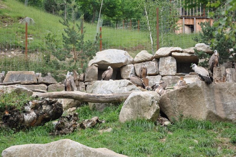 Vautour fauve - Vautour moine - 2015