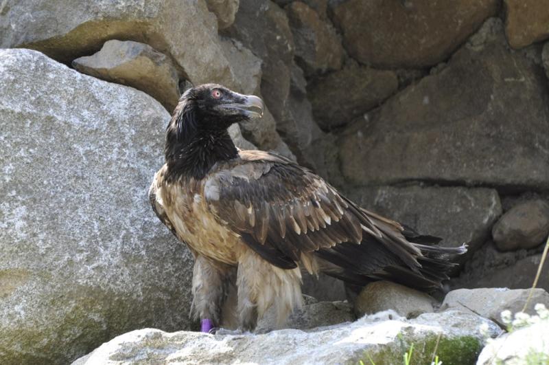 Gypaéte barbu - 2015