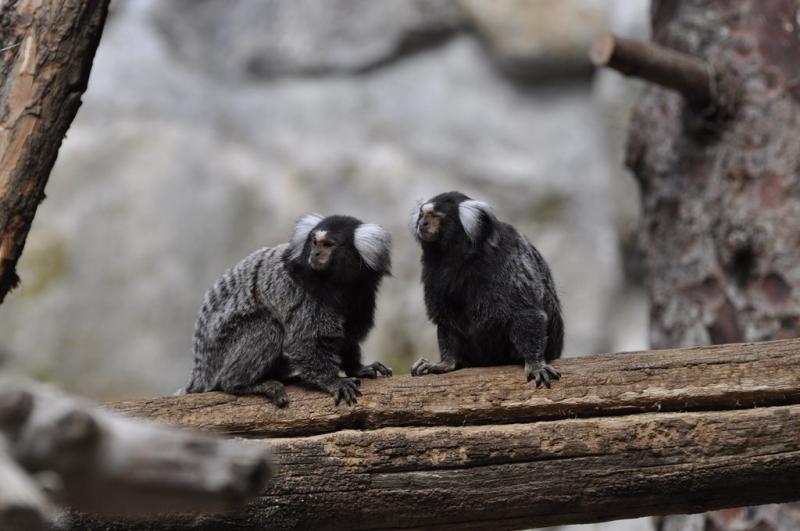 Ouistiti à toupets blancs - 2015
