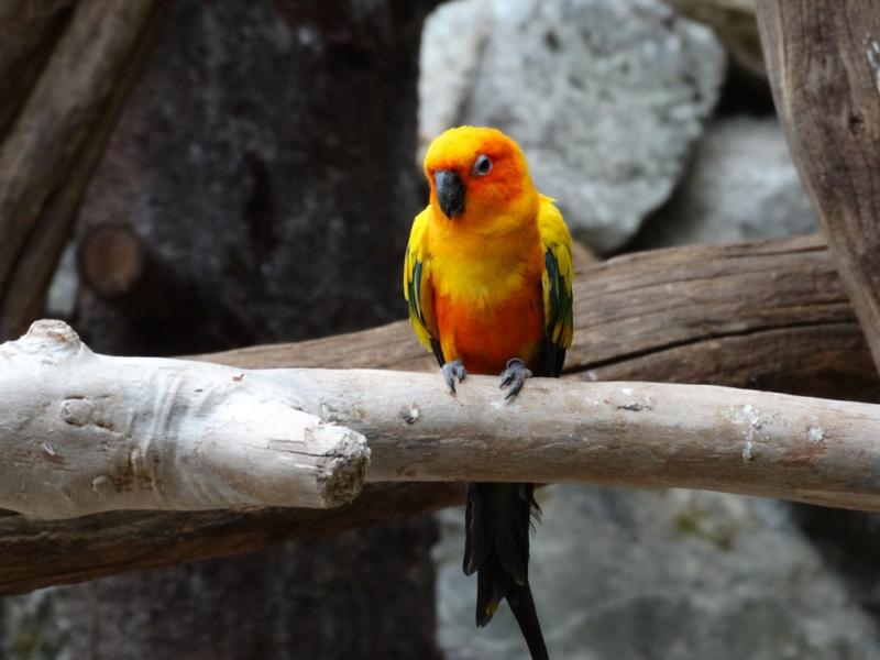 Conure soleil - 2015