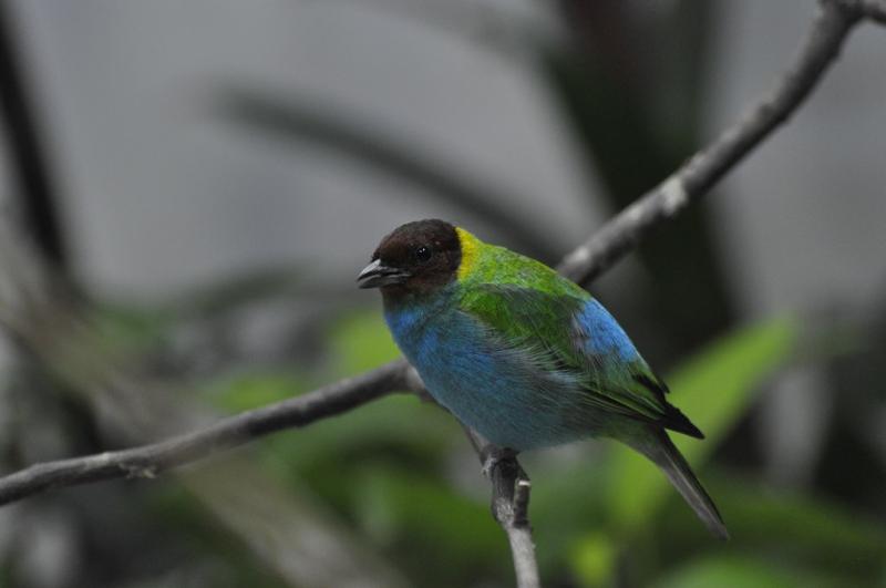 Calliste rouverdin - 2015