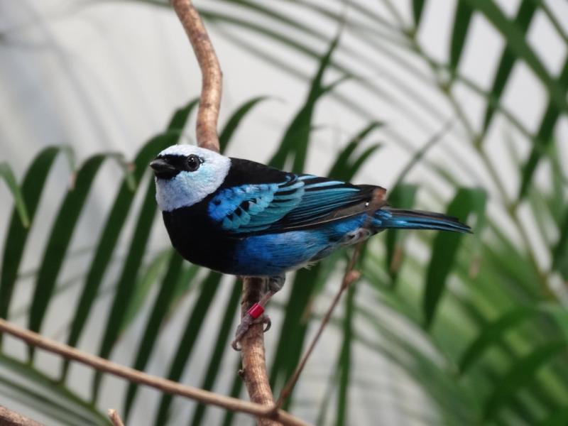 Calliste masqué - 2015