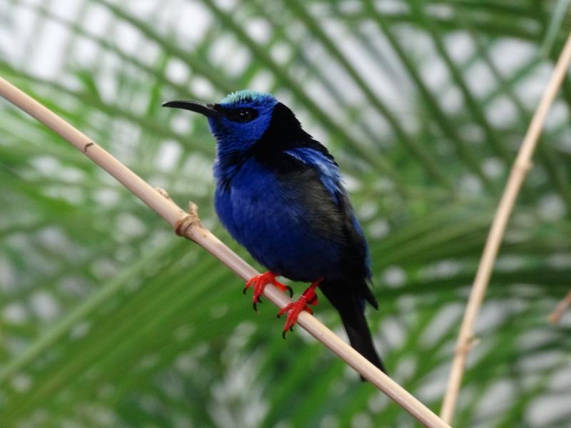 Guit guit saï - 2015