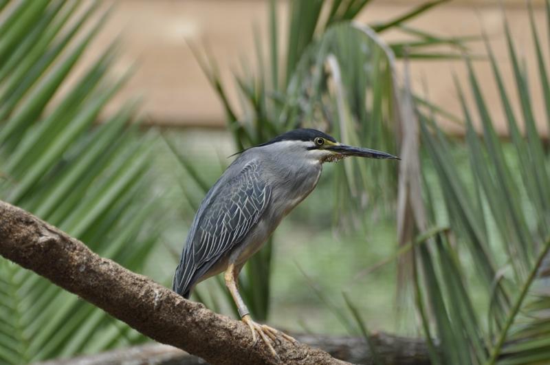 Héron strié - 2015