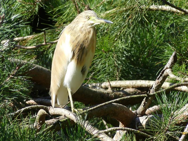 Crabier chevelu - 2020