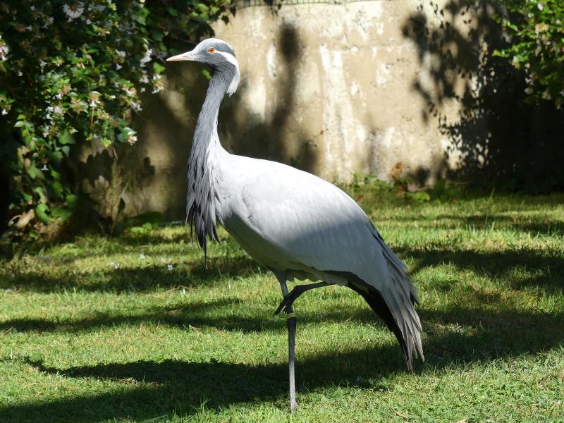 Grue demoiselle - 2020