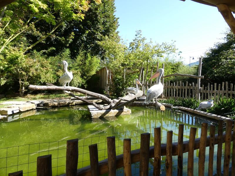 Pélican frisé - 2020