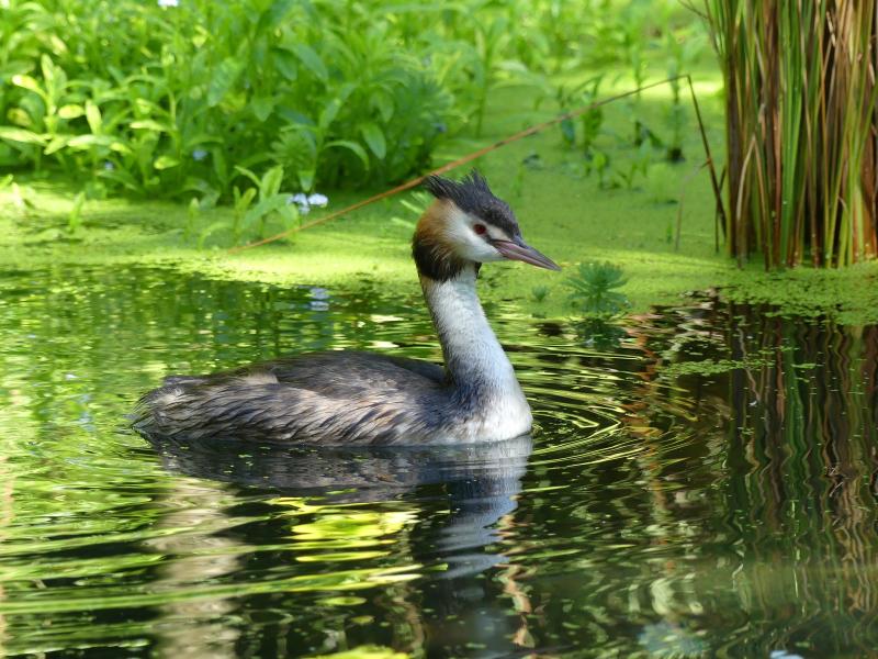 Grèbe huppé - 2020