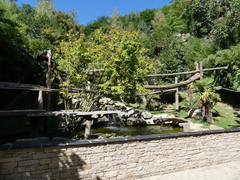 Loutre cendrée - Panda roux - 2020