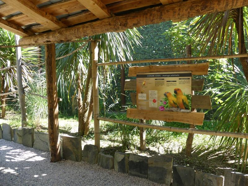 Conure soleil - 2020