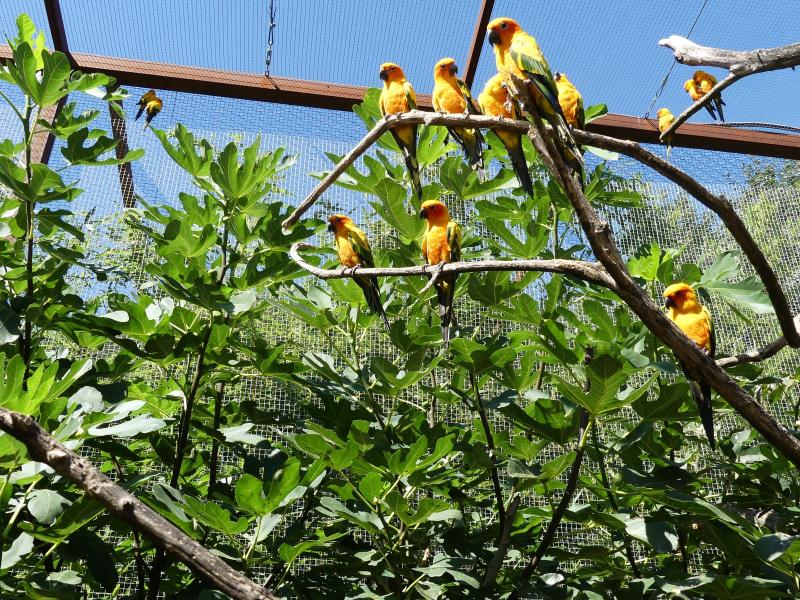 Conure soleil - 2020