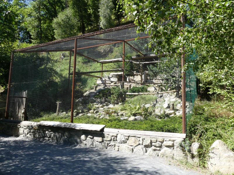 Percnoptere - Faucon crécerelle - 2020