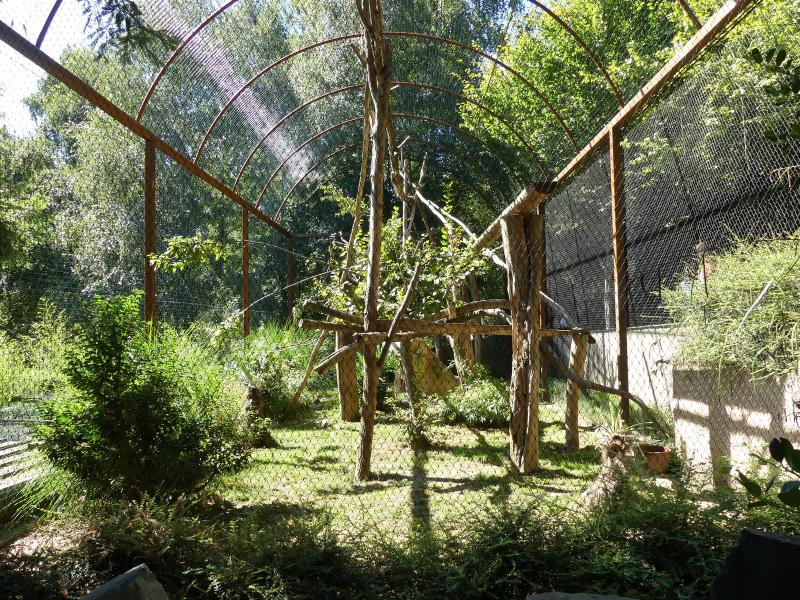 Martre à tête grise - 2020