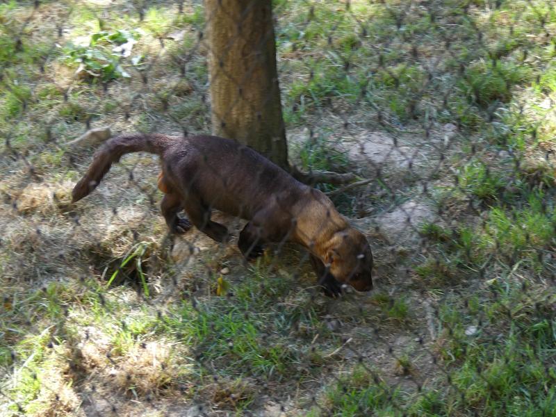 Martre à tête grise - 2020
