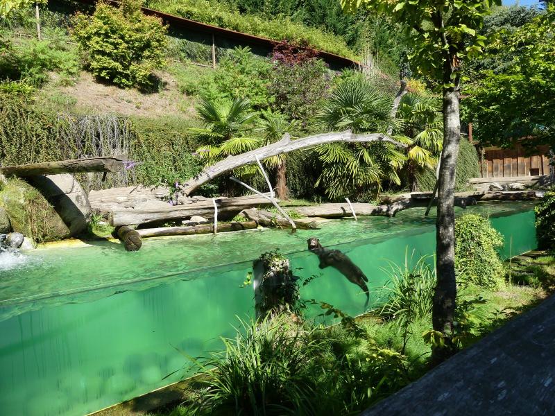 Loutre géante - 2020