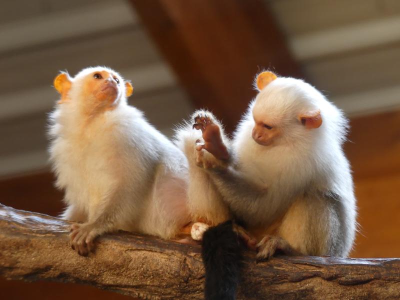 Ouistiti argenté - 2020