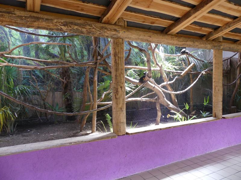 Tamarin à mains rousses - Toucan toco - 2020