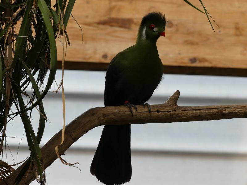 Touraco à joues blanches - 2020