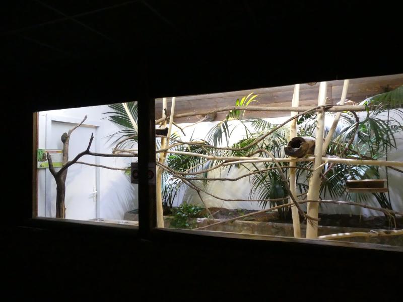 Ouistiti pygmée - 2020