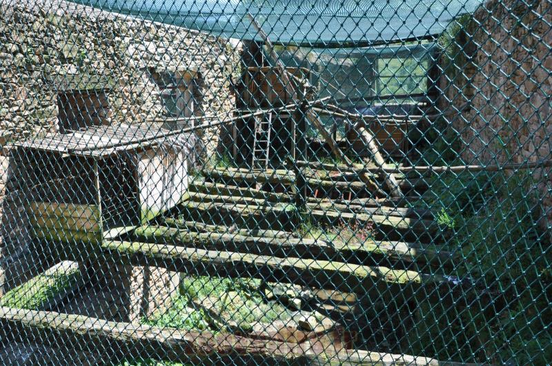 Grand duc africain - 2014