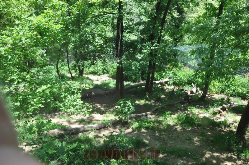 Loup arctique - 2014