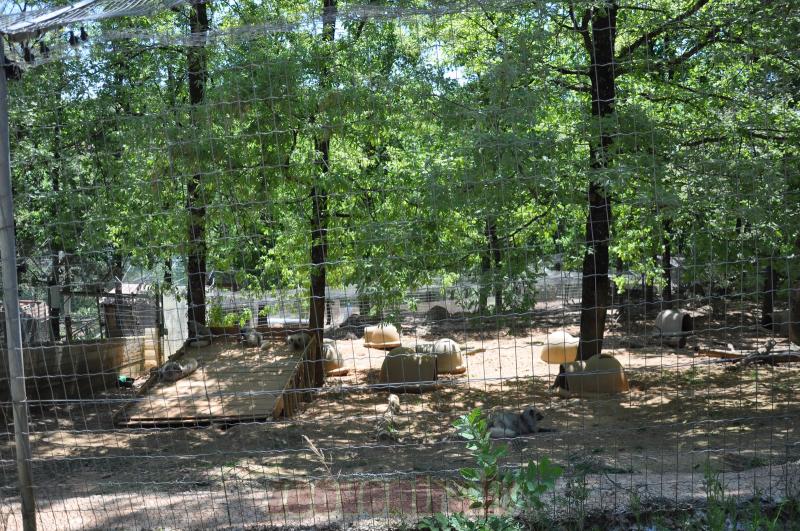 Renard polaire - 2014