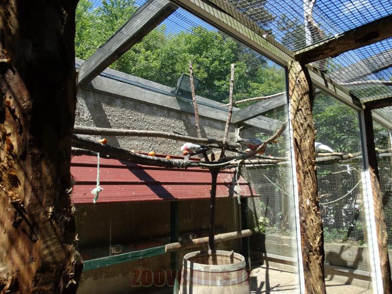 Cacatoès rosalbin - 2014